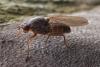 Dryomyza flaveola